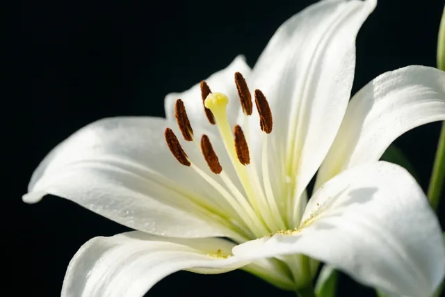 Een witte lelie met zichtbare meeldraden is van dichtbij gefotografeerd tegen een effen zwarte achtergrond, met licht op de fijne bloemblaadjes.