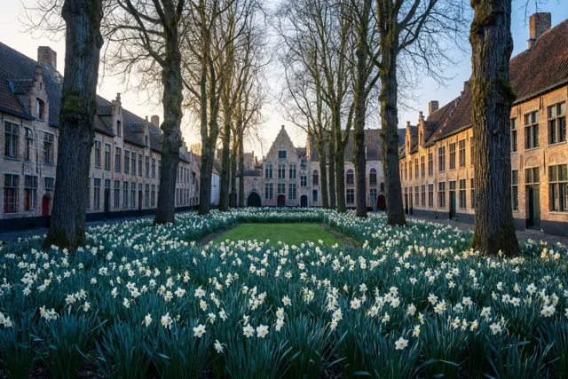 Witte narcissen bloeien onder kale bomen in een begijnhoftuin, omringd door historische bakstenen gebouwen met puntgevels onder een heldere hemel.