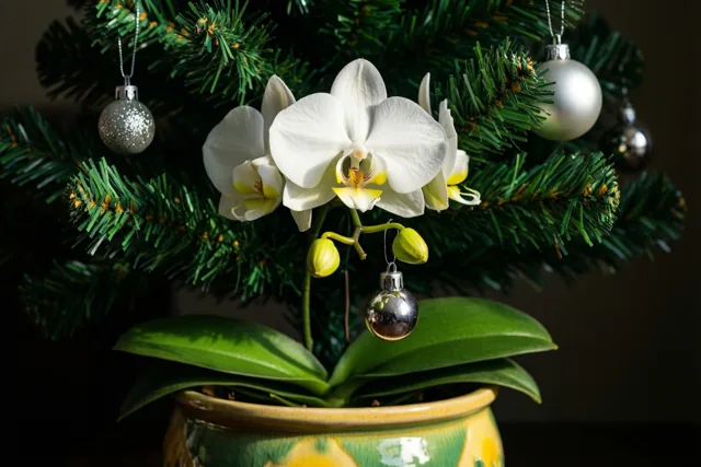 Een witte orchidee in een keramische pot draagt kleine zilveren kerstballen aan haar stengels, met een versierde kerstboom op de achtergrond.