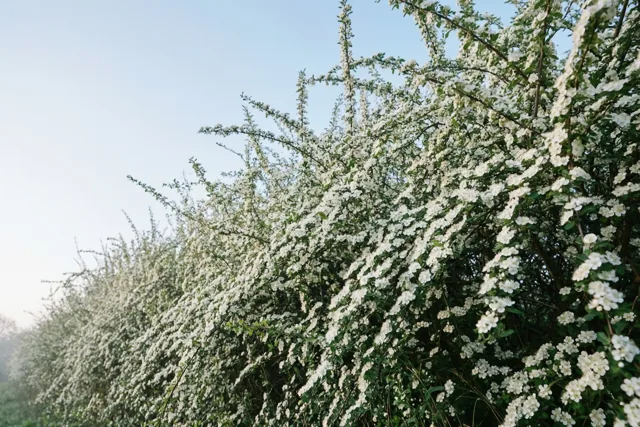 Een dichte haag met witte sleedoornbloesems strekt zich uit onder een lichtblauwe hemel in zacht, koel ochtendlicht.