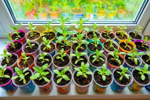 Kleine plantjes, grote dank