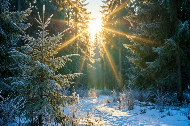 Zonlicht valt door berijpte dennen op een besneeuwde open plek in het bos, met goud licht tussen koele blauwe en witte tinten.
