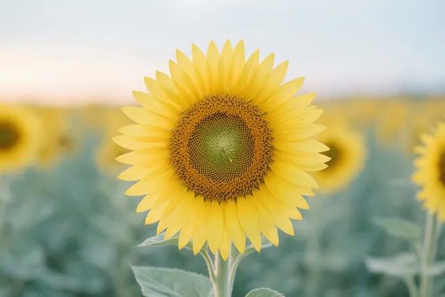 Een zonnebloem staat frontaal en scherp in beeld voor een wazig veld met zonnebloemen onder een lichtblauwe hemel.