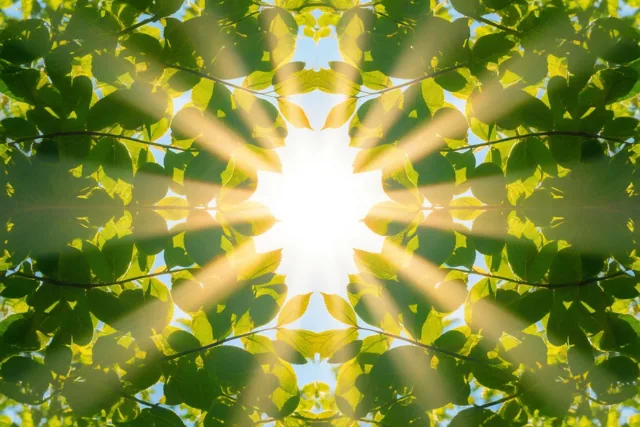 Zonlicht valt door groene bladeren en vormt een symmetrisch patroon met naar buiten gerichte stralen onder een heldere hemel.