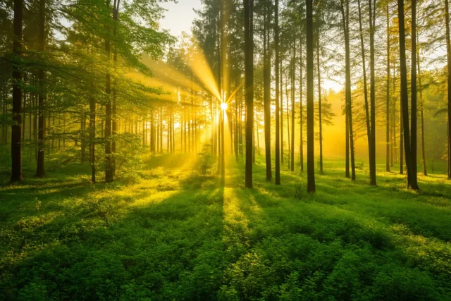 Het bos begroet je
