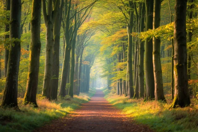 Goudkleurig zonlicht valt door het bladerdak op een rustig pad tussen hoge beuken, in levendige groene en gele tinten.