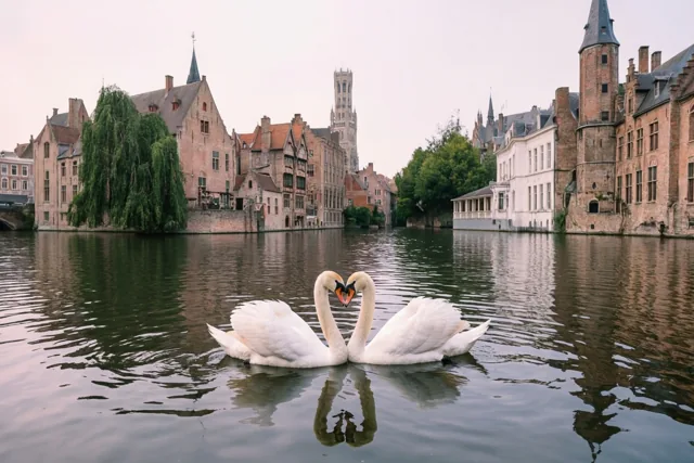 Twee witte zwanen zwemmen met hun halzen in hartvorm op een rustig meer, voor historische bakstenen gebouwen en een kerktoren onder een bewolkte lucht.