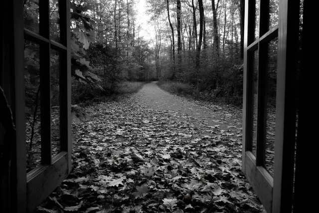 Het bos achter het raam