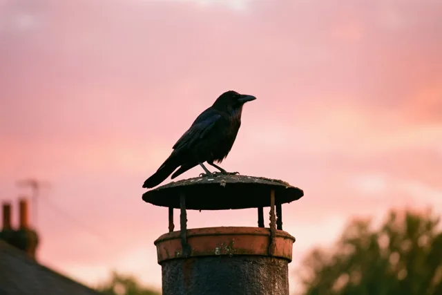 Een vogel groet de ochtend